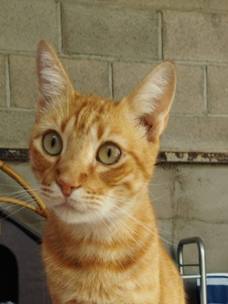 CHAENDLER.- CASO ESPECIAL