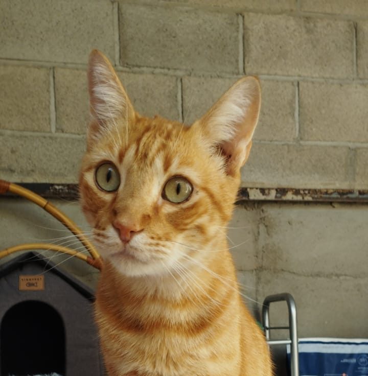 CHAENDLER.- CASO ESPECIAL