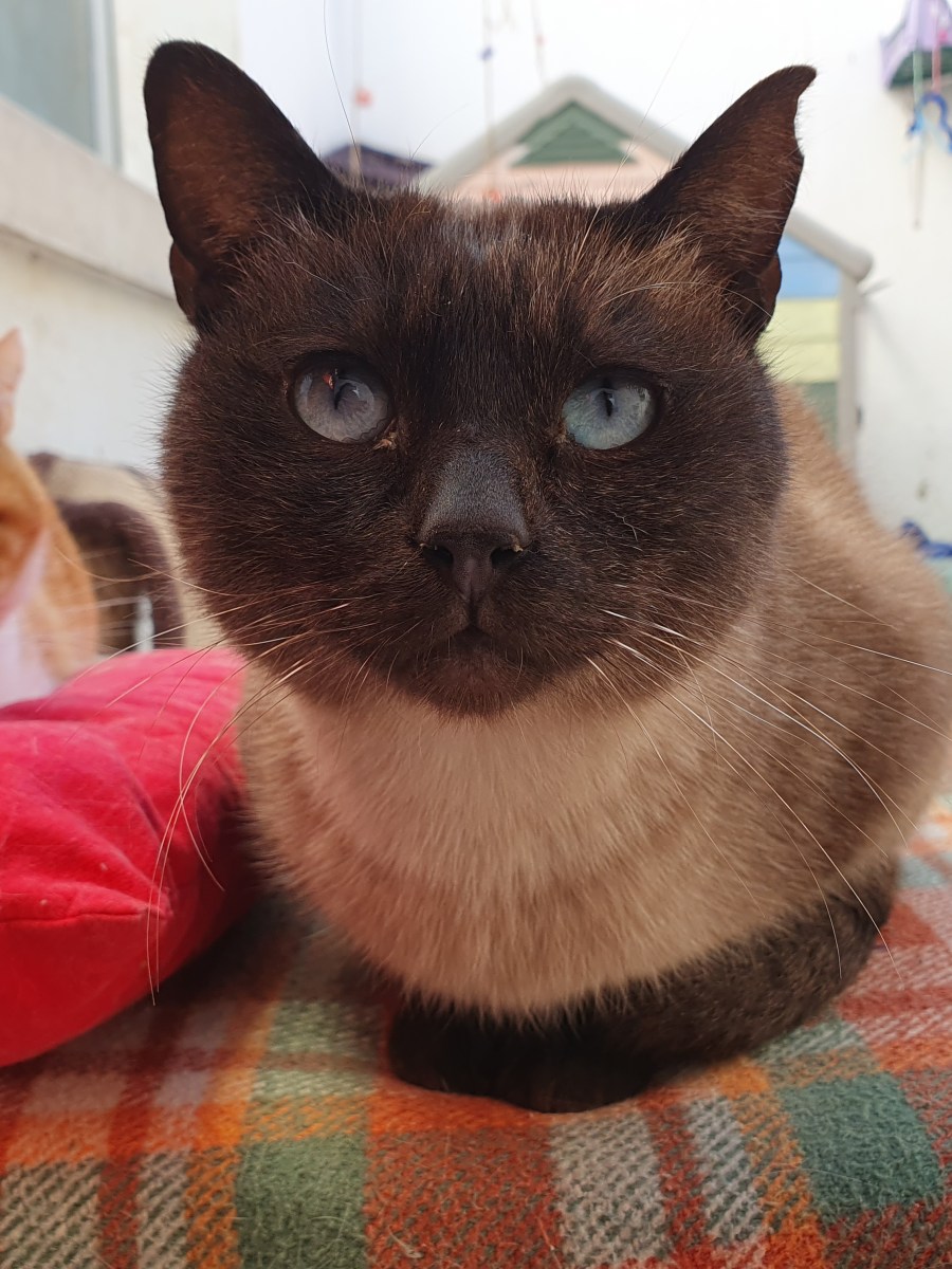 SIAMES.- CASO ESPECIAL