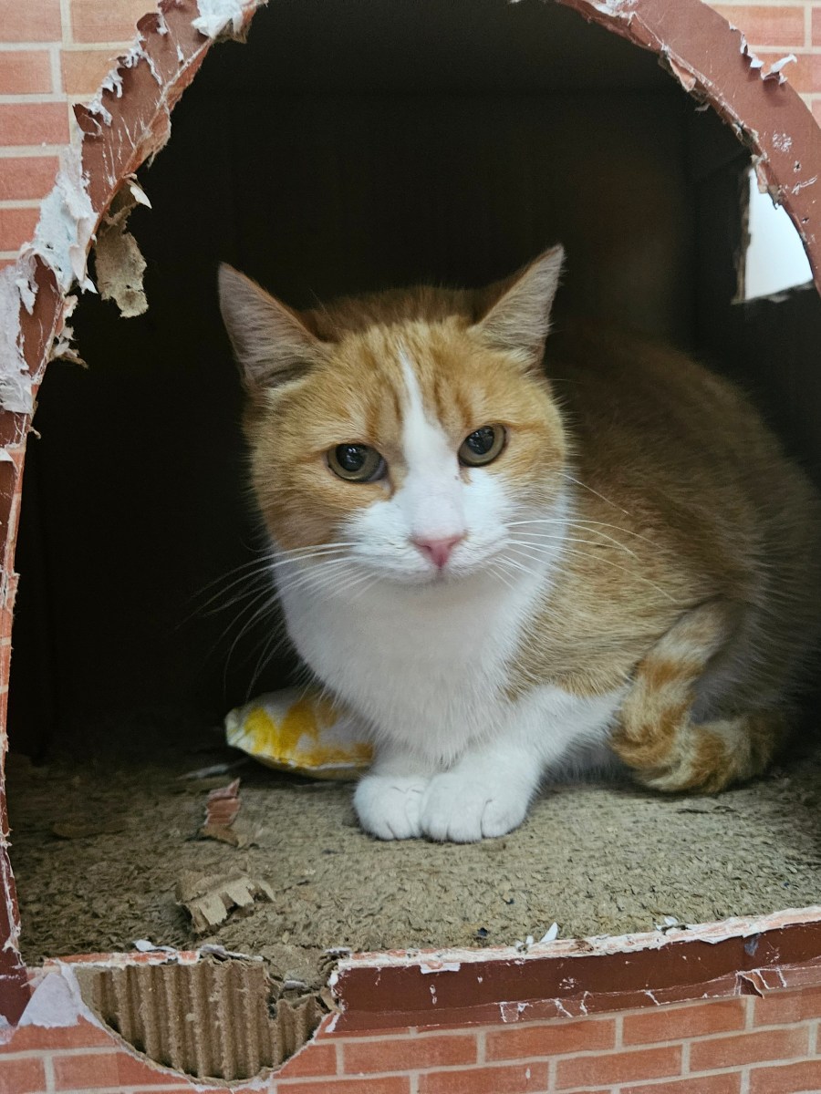 FIONA.- CASO ESPECIAL