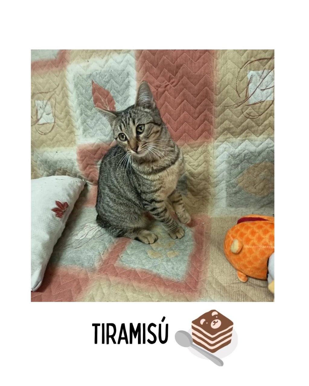 TIRAMISÚ