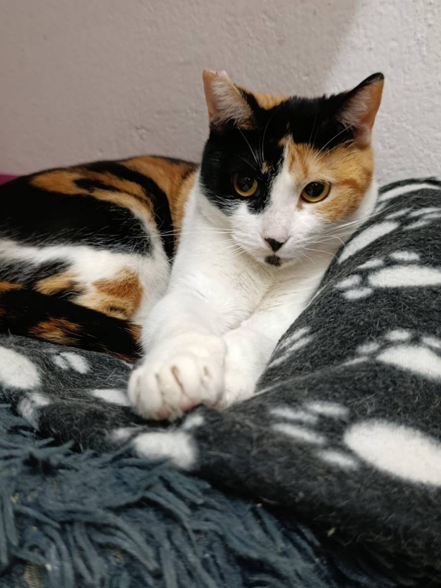 OLIMPIA